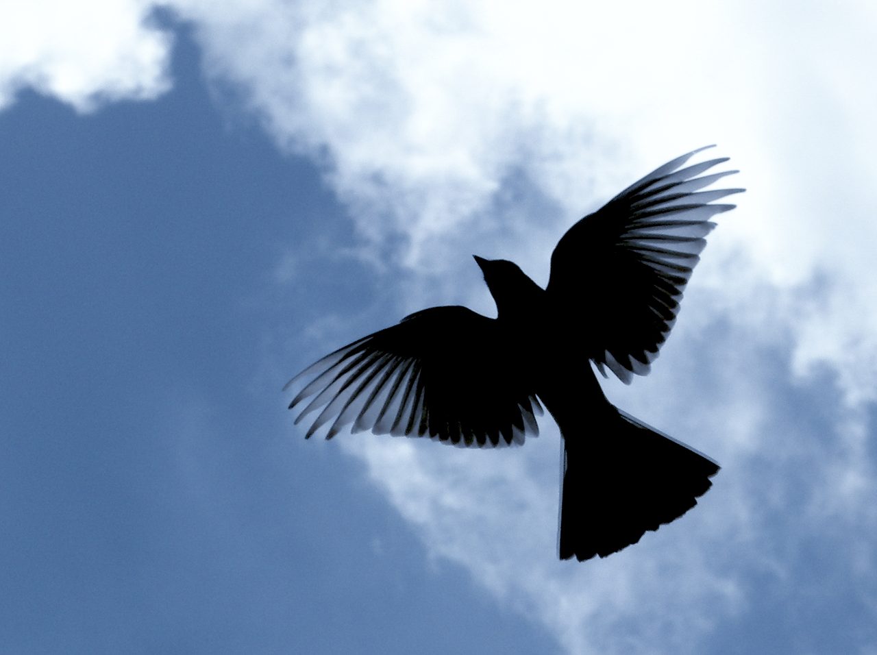 青空を舞う一羽の鳥のシルエット。ひこうタイプ限定バトルのイメージ