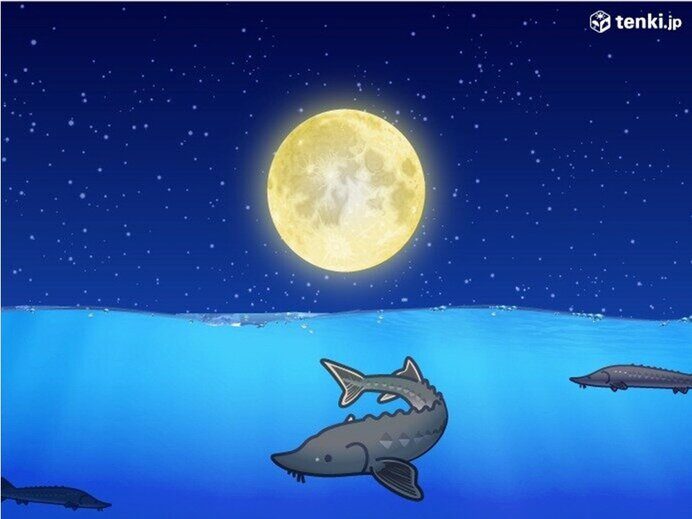 スタージョン(チョウザメ)と満月のイラスト
