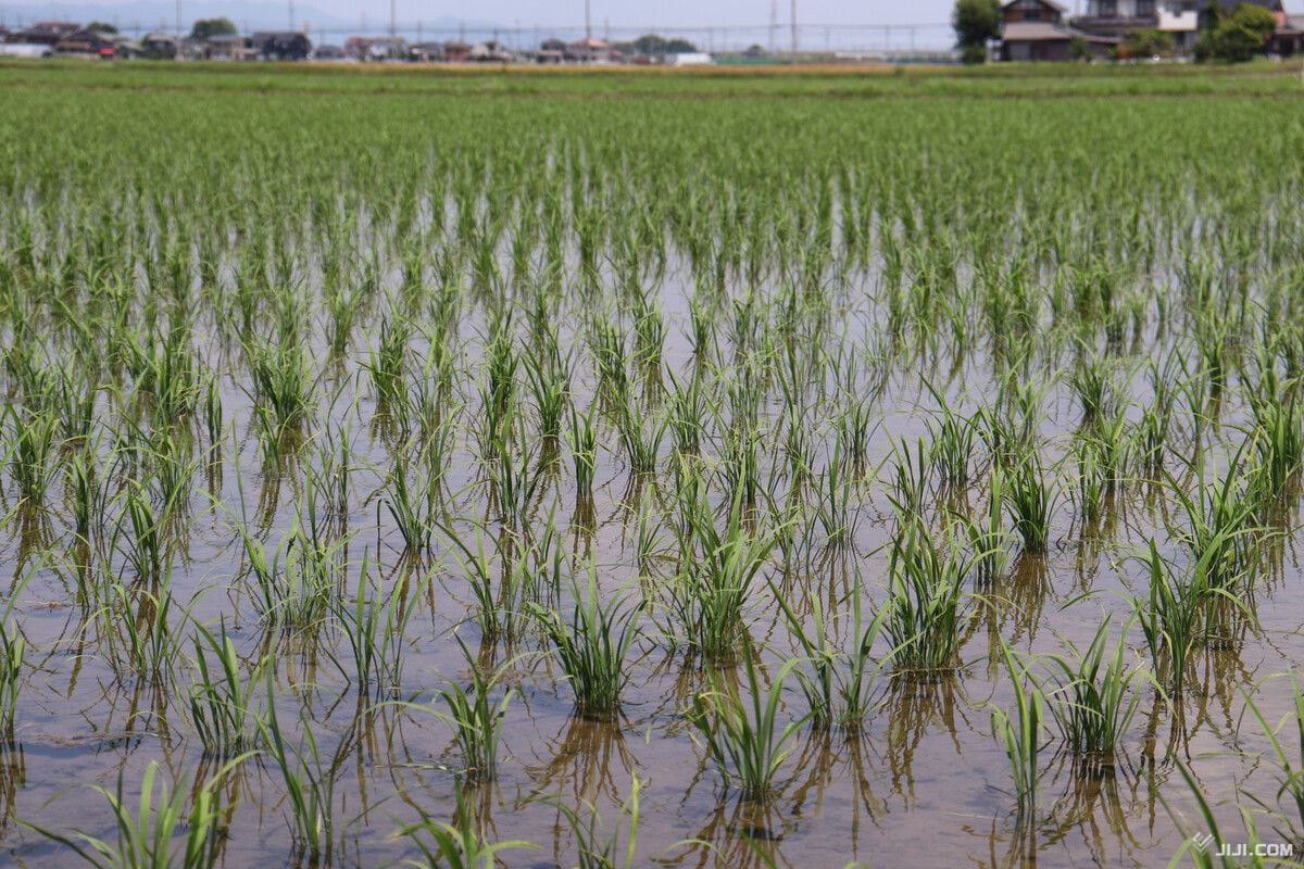 新米の収穫を控えた稲穂が育つ水田 コメ価格下落の背景