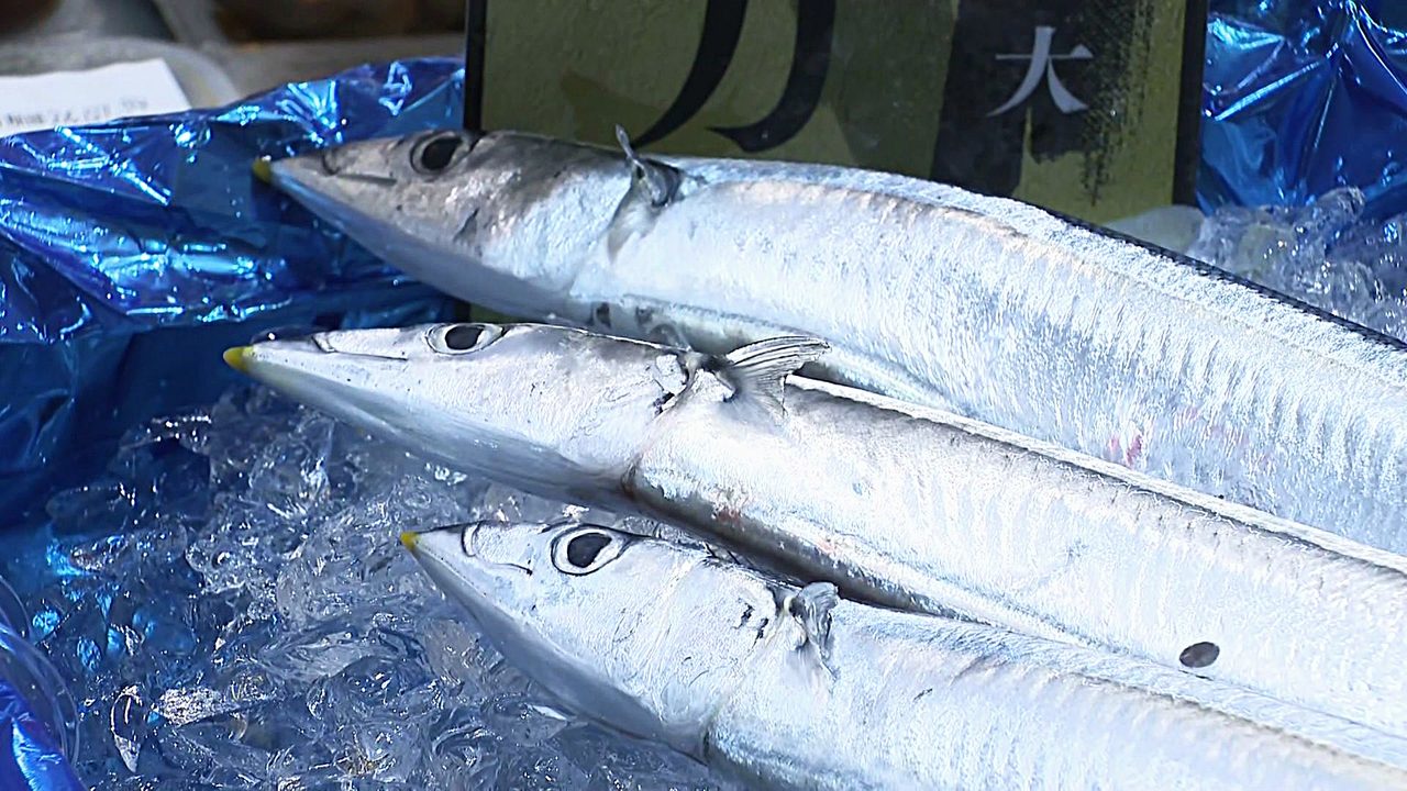 サンマ1匹4000円に高騰|資源量過去最低でいつ安くなる