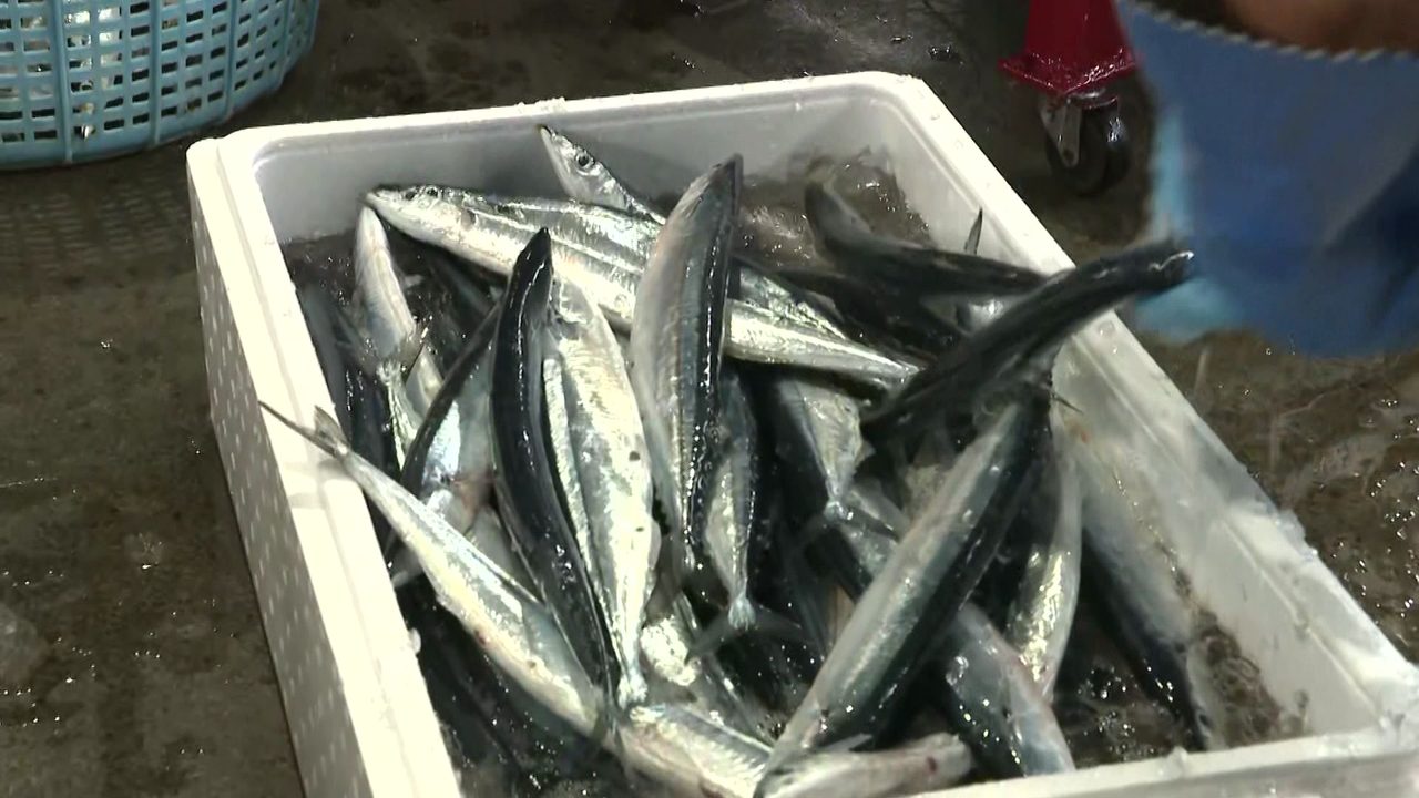 発泡スチロールの箱に入って水揚げされたサンマ