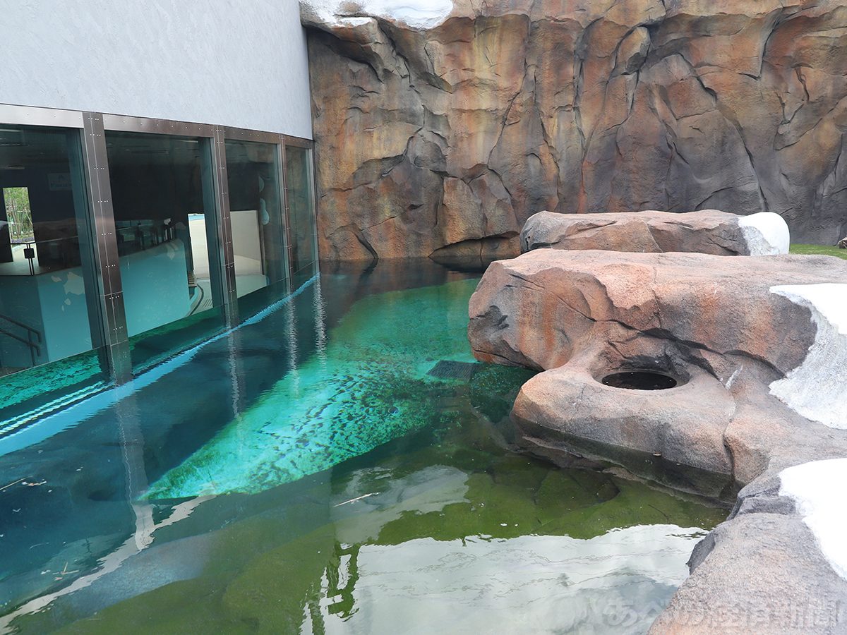 ポーラーベアコースト 水中観覧プールでホッキョクグマが泳ぐ様子