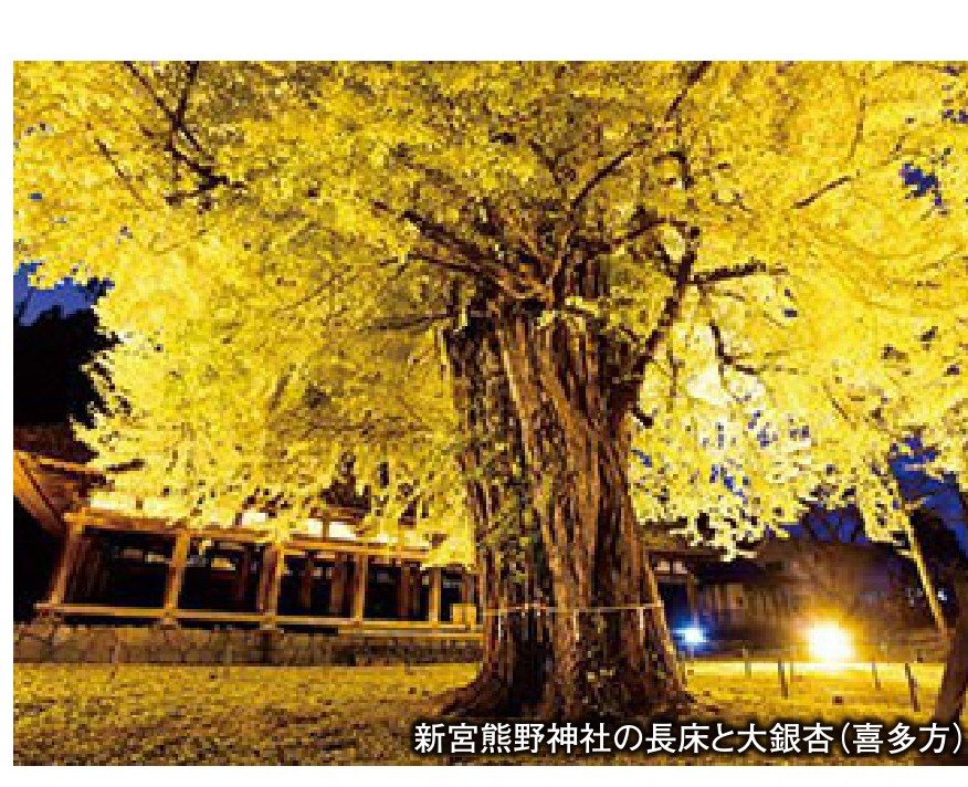 新宮熊野神社の長床と大銀杏(喜多方市)