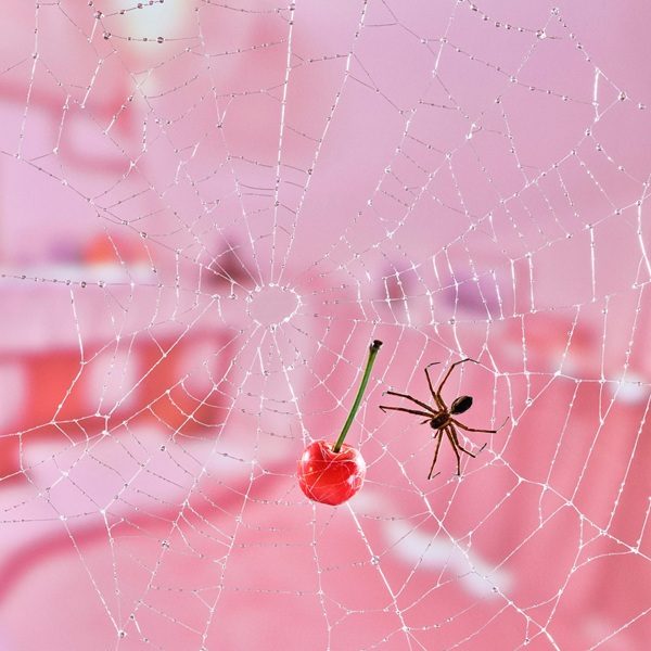 さながらロンリーのジャケット写真 ピンクの背景の蜘蛛の巣にさくらんぼと蜘蛛
