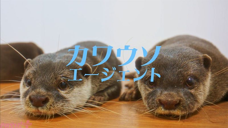 カワウソエージェントのロゴとコツメカワウソ2匹が映る匂わせカット