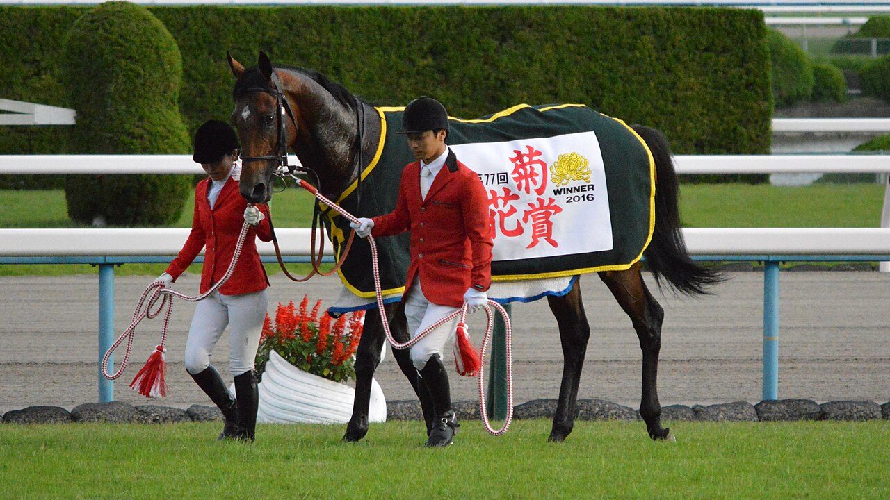2016年菊花賞を制したサトノダイヤモンドの引き馬、第77回菊花賞の馬着を着用