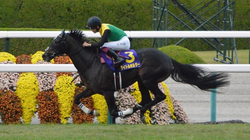 2021年菊花賞を制したタイトルホルダーが京都競馬場のコースを走る様子