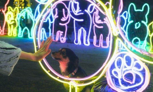 神戸イルミナージュのわんわんパーク 犬型のイルミネーション
