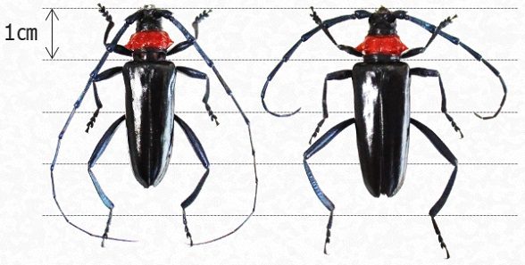 クビアカツヤカミキリの成虫の雄(左)と雌(右)。胸部が赤く体は光沢のある黒