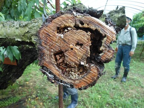 クビアカツヤカミキリの幼虫に食害されて内部が空洞になったサクラの幹の断面