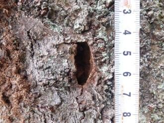 樹皮にあいたクビアカツヤカミキリの脱出孔。定規で長さ約3cmの楕円形