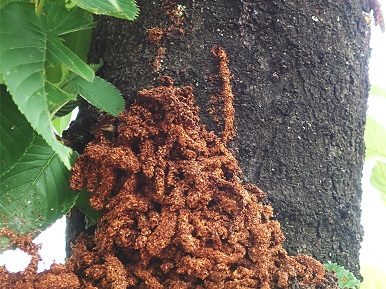 サクラの幹の根元に積もった、かりんとう状の赤茶色のフラス