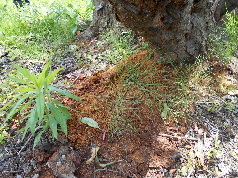 木の根元の地面に大量に積もったオレンジ色のフラス