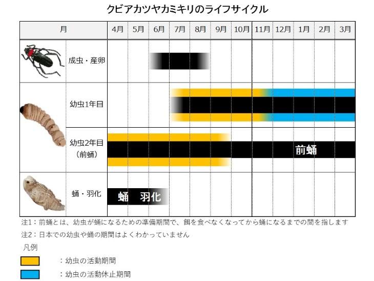 クビアカツヤカミキリのライフサイクル図。成虫は6〜8月、幼虫は2年にわたり木の中で活動