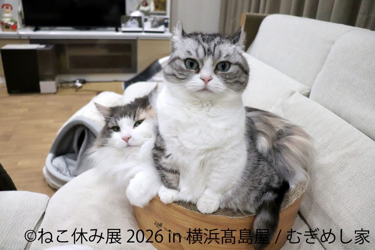 むぎめし家の猫のイラストとグッズ ねこ休み展の参加作家