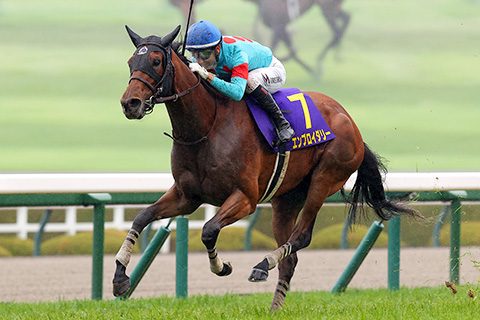 JRA公式 秋華賞への道 ステップレースを走る3歳牝馬のレース写真
