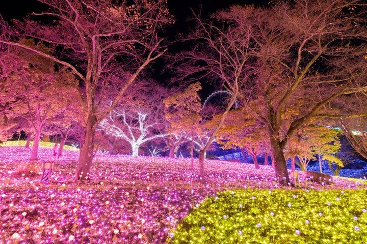 さがみ湖イルミリオンの光に包まれた園内 紅葉と光の絨毯
